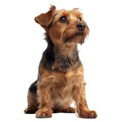 Border Terrier Isolated on Transparent Background. PNG