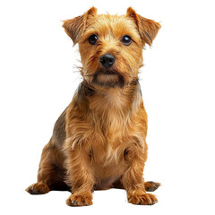 Cute Dog Isolated on Transparent Background. PNG