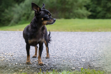 Small dog standing on a paved path in quiet green surroundings. Chihuahua breed