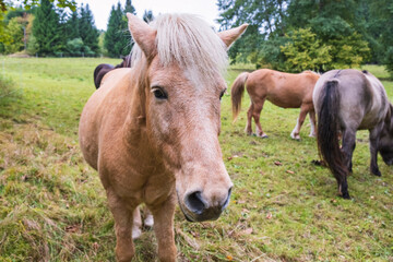 Obraz premium A small herd of Icelandic horses grazing in a lush green field surrounded by forest. Peaceful countryside farm life.