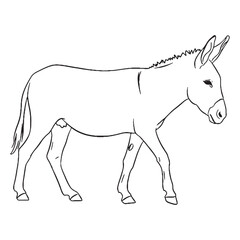 Long-eared Donkey Feature Shape - Donkey vector - Donkey Line art - Donkey Drawing - Vector Lineart of Donkey - donkey logo - donkey outline

