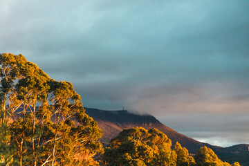 sunrise over tasmanian mountains with gum trees in the foreground