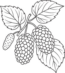 Mulberry fruits and leaves line art leaf branch