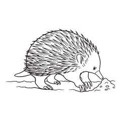 Ground-dwelling Echidna Terrestrial Form View - Echidna vector - Echidna Line art - Echidna Drawing - Vector Lineart of Echidna - echidna icon - outline of echidna

