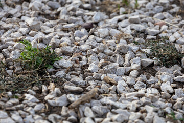 This image captures a ground scattered with pebbles and green shoots, symbolizing resilience and growth amidst challenges.