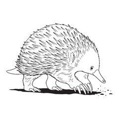 Egg-laying Echidna Body Anatomy Sketch - Echidna vector - Echidna Line art - Echidna Drawing - Vector Lineart of Echidna - echidna icon - outline of echidna

