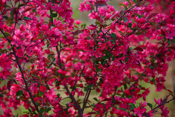 The blooming begonia flowers are in spring.