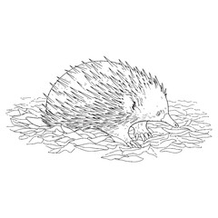 Spiky Echidna Monotreme Creature Type - Echidna vector - Echidna Line art - Echidna Drawing - Vector Lineart of Echidna - echidna logo - echidna outline

