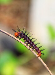 colorful insect on a tree branch