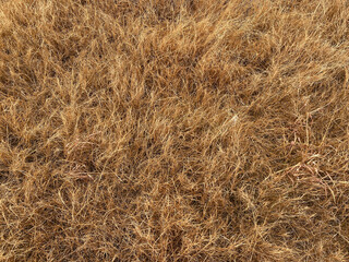 dry brown grass in a dry field. background