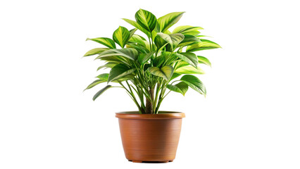 Obraz premium green plant in a pot