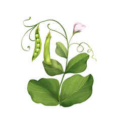 Green peas. Hand drawn illustrations with leaves, pods and flowers