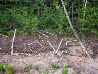 tree in the forest sigh love