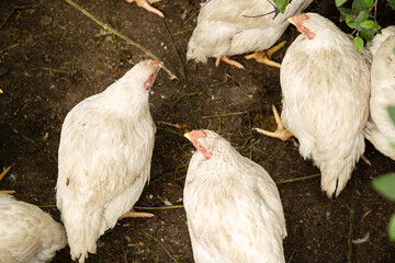 White broiler chicken standing on the ground. Domestic bird for meat production.
