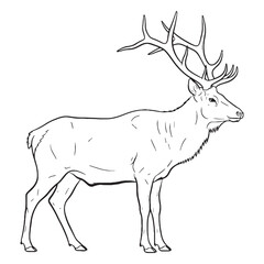 Wild Elk True Identity Phase - Elk vector - Elk Line art - Elk Drawing - Vector Lineart of Elk - elk icon - outline of elk


