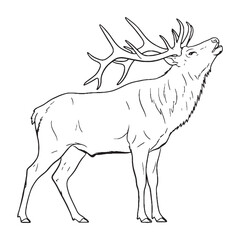Grand Wapiti Being Attribute - Elk vector - Elk Line art - Elk Drawing - Vector Lineart of Elk - elk icon - outline of elk

