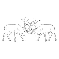 Majestic Elk Cervidae Creature Type - Elk vector - Elk Line art - Elk Drawing - Vector Lineart of Elk - elk logo - elk outline

