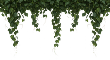 Cascading green vine with heartshaped leaves on transparent background