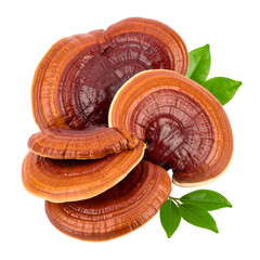 Ganoderma Mushrooms with Fresh Leaves isolated on white or transparent png