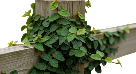 Creeping fig vine growing on a wooden post and railing isolated on transparent background