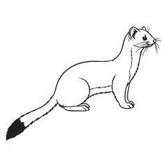 Winter Ermine Mustelid Creature Type - Ermine vector - Ermine Line art - Ermine Drawing - Vector Lineart of Ermine - ermine logo - ermine outline

