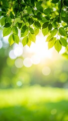 Obraz premium Rich green tree branch with roundish bokeh, sun shining through with lens flare