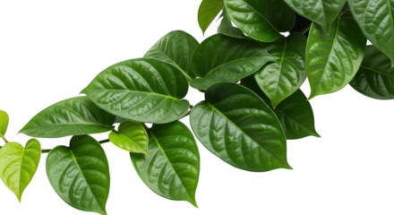 Green vine with heartshaped leaves on a transparent background