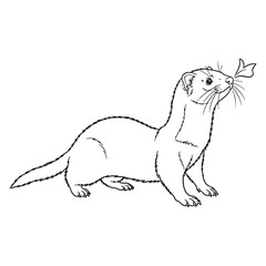 Lean-profile Ferret Wild Spirit Core - Ferret vector - Ferret Line art - Ferret Drawing - Vector Lineart of Ferret - ferret icon - outline of ferret

