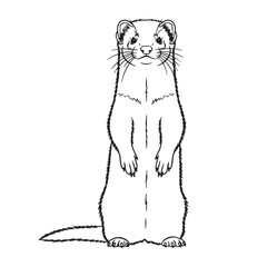 Quick Ferret Physical Makeup Figure - Ferret vector - Ferret Line art - Ferret Drawing - Vector Lineart of Ferret - ferret icon - outline of ferret

