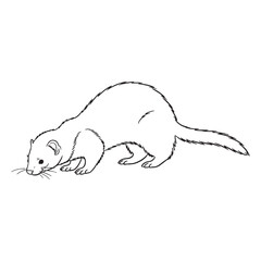 Weasel-family Ferret Fundamental Qualities Zone - Ferret vector - Ferret Line art - Ferret Drawing - Vector Lineart of Ferret - ferret logo - ferret outline

