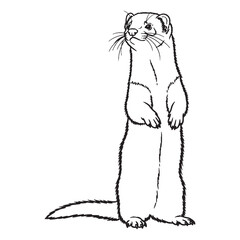 Tube-like Ferret Untamed Spirit Vision - Ferret vector - Ferret Line art - Ferret Drawing - Vector Lineart of Ferret - ferret logo - ferret outline

