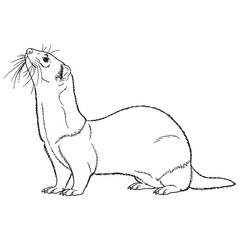 Domestic Ferret Silent Presence Air - Ferret vector - Ferret Line art - Ferret Drawing - Vector Lineart of Ferret - ferret logo - ferret outline

