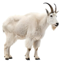 Mountain Goat: Majestic Animal Photography, Wildlife Scene