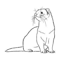 Slender Ferret Being Attribute - Ferret vector - Ferret Line art - Ferret Drawing - Vector Lineart of Ferret - ferret icon - outline of ferret

