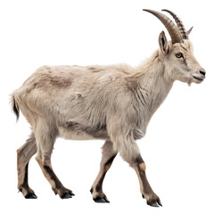 Majestic Markhor: Wild Goat of the Himalayas