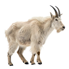 Mountain Goat: Majestic Wildlife Photography - Wild Animals of North America