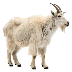 Majestic Mountain Goat: A Stunning Wildlife Photograph