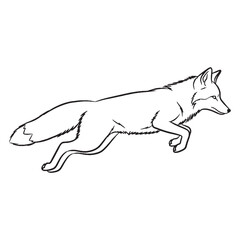 Fototapeta premium Nimble-footed Fox Distinctive Character Span - Fox vector - Fox Line art - Fox Drawing - Vector Lineart of Fox - fox icon - outline of fox