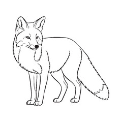 Rural Fox Rare Trait Element - Fox vector - Fox Line art - Fox Drawing - Vector Lineart of Fox - fox logo - fox outline

