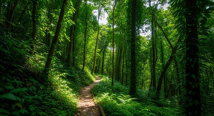 Obraz premium Lush green jungle landscape with a winding hiking trail illuminated by dappled sunlight.