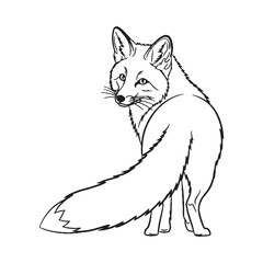 Bushy-tailed Fox Feature Shape - Fox vector - Fox Line art - Fox Drawing - Vector Lineart of Fox - fox logo - fox outline

