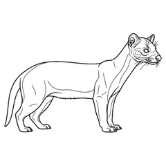 Nocturnal Fossa Essential Nature Glimpse - Fossa vector - Fossa Line art - Fossa Drawing - Vector Lineart of Fossa - fossa logo - fossa outline

