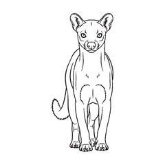 Powerful-jawed Fossa Resilience Capacity - Fossa vector - Fossa Line art - Fossa Drawing - Vector Lineart of Fossa - fossa icon - outline of fossa


