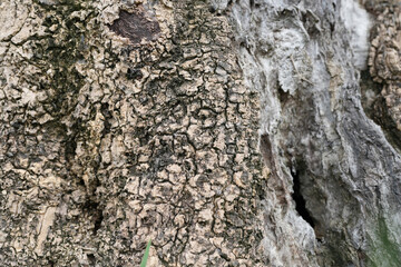 Tamarind tree bark texture macro closeup
