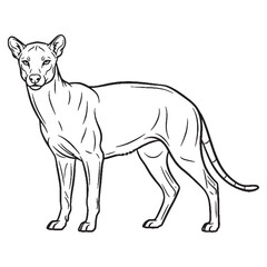 Apex Fossa Terrestrial Form View - Fossa vector - Fossa Line art - Fossa Drawing - Vector Lineart of Fossa - fossa icon - outline of fossa

