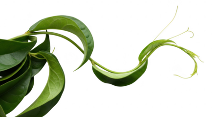 Green vine with delicate tendrils on a transparent background