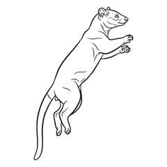 Unusual Fossa Rare Trait Element - Fossa vector - Fossa Line art - Fossa Drawing - Vector Lineart of Fossa - fossa logo - fossa outline

