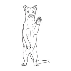 Muscular Fossa Anatomy Sketch - Fossa vector - Fossa Line art - Fossa Drawing - Vector Lineart of Fossa - fossa icon - outline of fossa

