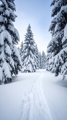 Obraz premium Snowy path through a pine forest