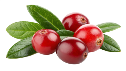 A vibrant group of fresh cranberries with leaves isolated on a clean transparent background in a studio setting